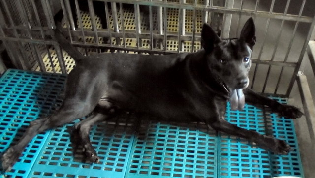 台灣犬台灣土狗純種台灣土狗特徵 台灣土狗特寵業繁字第g 號 Pchome 個人新聞台