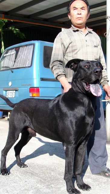 巨型高山犬 護衛犬 介紹 高山犬台灣大型土狗超大的狗狗粗粗犬舍 Pchome 個人新聞台