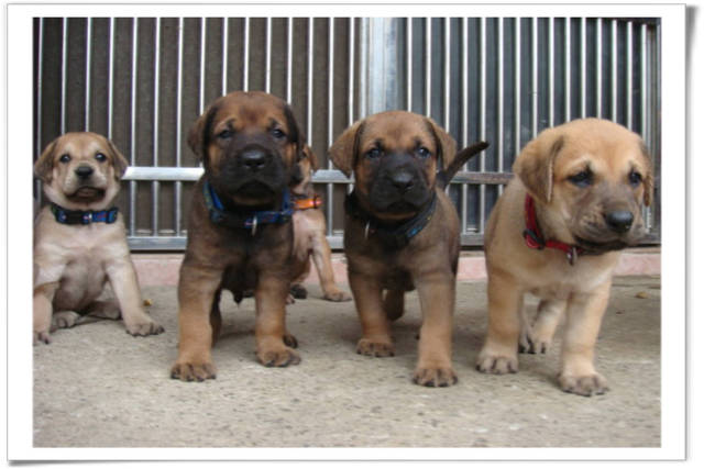台灣大型土狗 高山犬 高山犬寶寶 滿月 專輯 粗粗犬舍 高山犬台灣大型土狗超大的狗狗粗粗犬舍 Pchome 個人新聞台