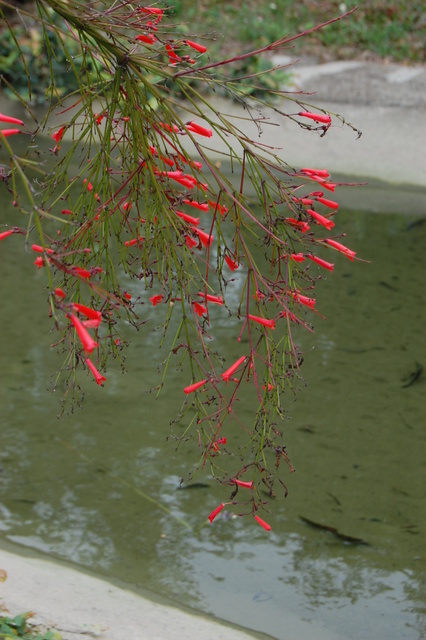 炮竹紅 花丁子 秀筇花事 閒情時光 Pchome 個人新聞台