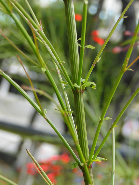 炮竹紅 花丁子 秀筇花事 閒情時光 Pchome 個人新聞台