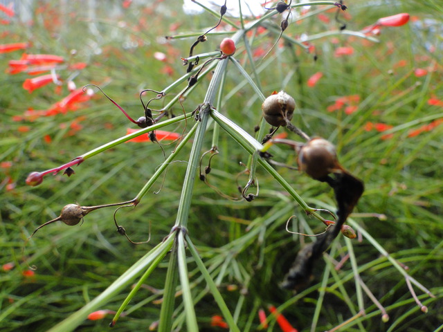 炮竹紅 花丁子 秀筇花事 閒情時光 Pchome 個人新聞台