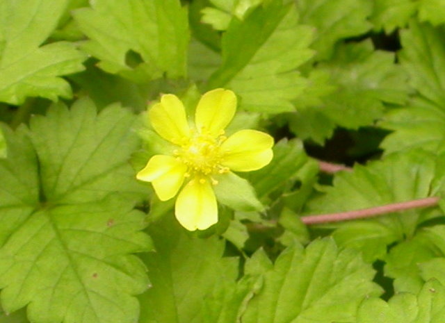 藥用植物 蛇莓 四張圖 我的空中花園 1 Pchome 個人新聞台