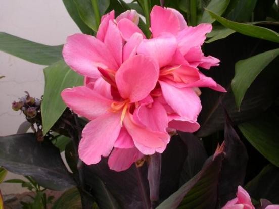 草本植物 美人蕉 六張圖 我的空中花園 1 Pchome 個人新聞台