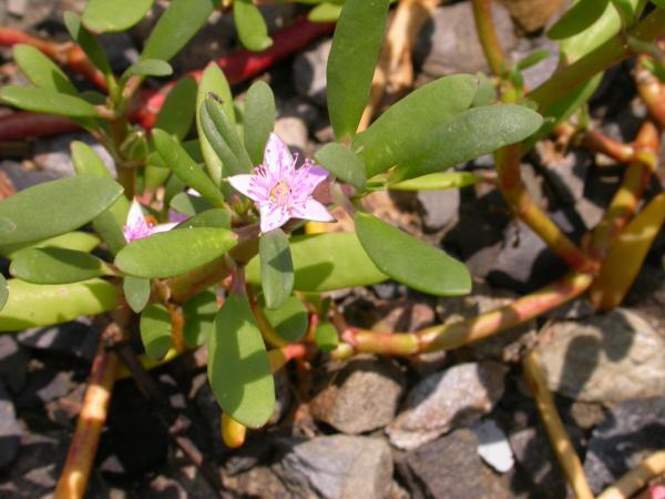 濱海植物 海馬齒 三張圖 我的空中花園 1 Pchome 個人新聞台