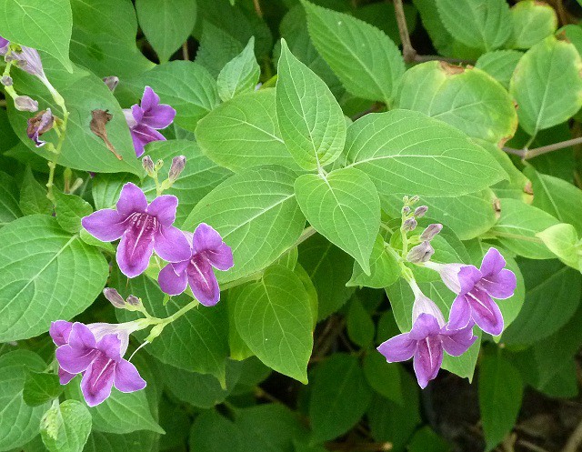 木本花卉 紫鶴花 五張圖 我的空中花園 1 Pchome 個人新聞台