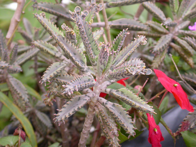 多肉植物 不死鳥 四張圖 我的空中花園 1 Pchome 個人新聞台