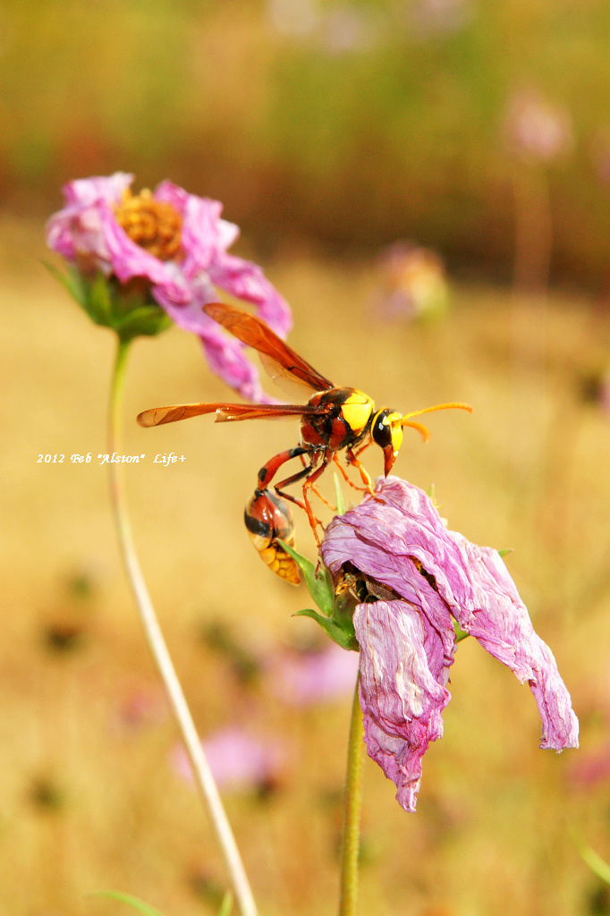 哈瑪星花海 煌琦築夢園 Blogger Pchome 個人新聞台