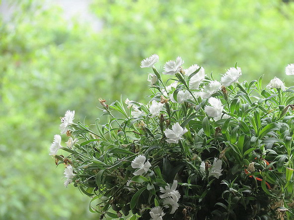 匍匐性白花石竹 魚戀花 生活雜記 Pchome 個人新聞台