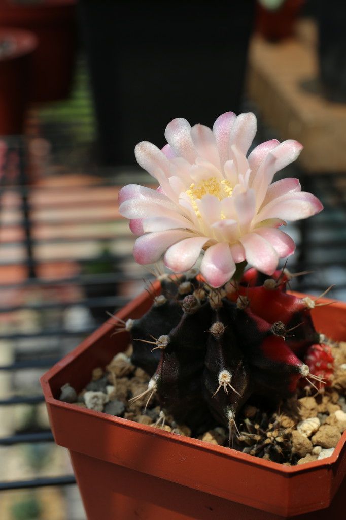 多肉 緋牡丹錦 開花了 Gymnocalycium Mihanovichii 克林姆麵包 Pchome 個人新聞台