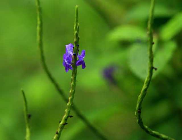 長穗木 那朵開在初冬的紫花 詩國曲沝 Pchome 個人新聞台