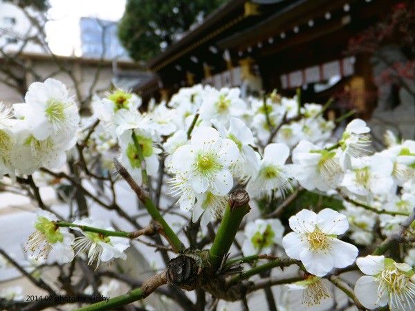 日本北九州 春節的櫛田神社 節分祭 想飛的貓 Pchome 個人新聞台