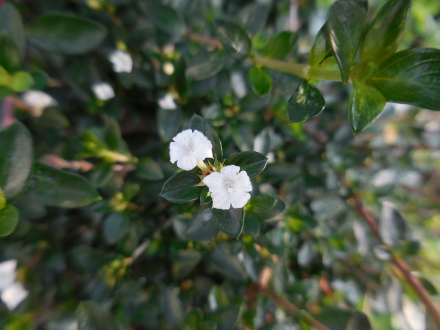 白丁花 六月雪 Tome植物生活雜記 Pchome 個人新聞台