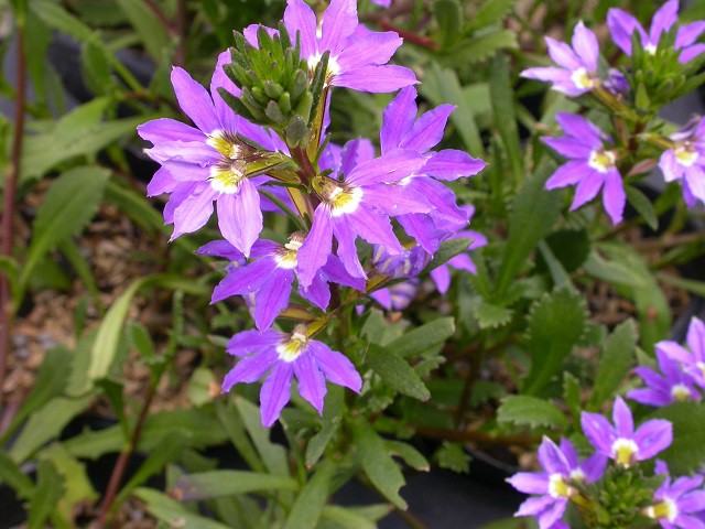 草本花卉 紫扇花 三張圖 我的空中花園 1 Pchome 個人新聞台