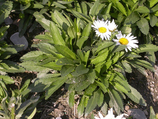 菊科植物 西洋濱菊 大濱菊 三張圖 我的空中花園 1 Pchome 個人新聞台