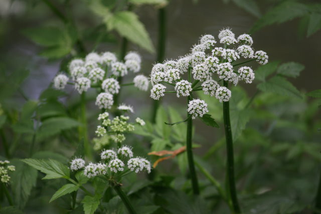 奇特的花 水芹菜 四張圖 我的空中花園 1 Pchome 個人新聞台