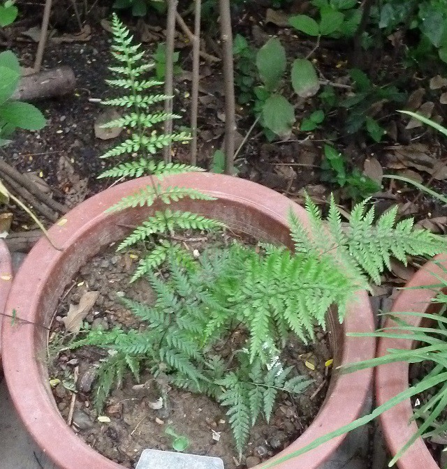 蕨類植物 粉葉蕨 二張圖 我的空中花園 1 Pchome 個人新聞台