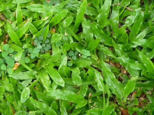 野生植物 地毯草 三張圖 我的空中花園 1 Pchome 個人新聞台