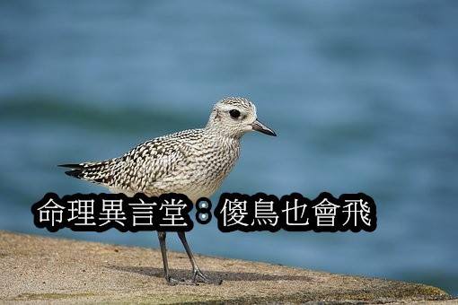 笨鳥也會飛