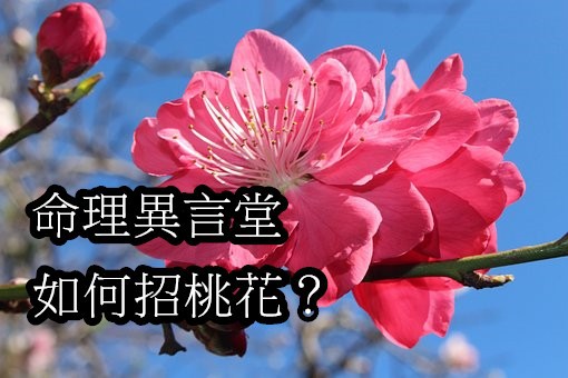 如何招桃花？