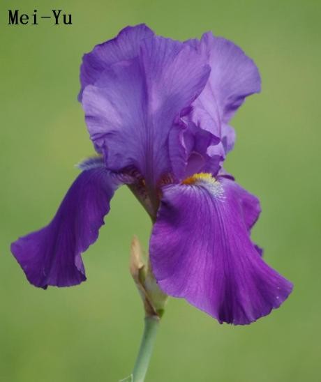 德國鳶尾bearded Iris 紫 藍紫 紫紅色系1 巫魚誌 德國 台灣及其他國家的自然 旅遊分享 Pchome 個人新聞台