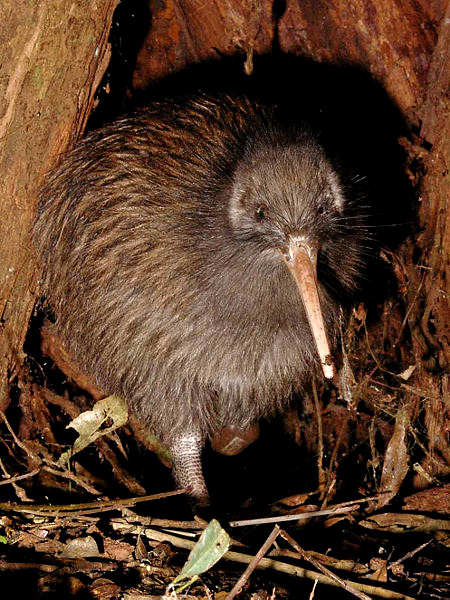 奇異鳥的小小夢想 Kiwi 豺遊民 Pchome 個人新聞台