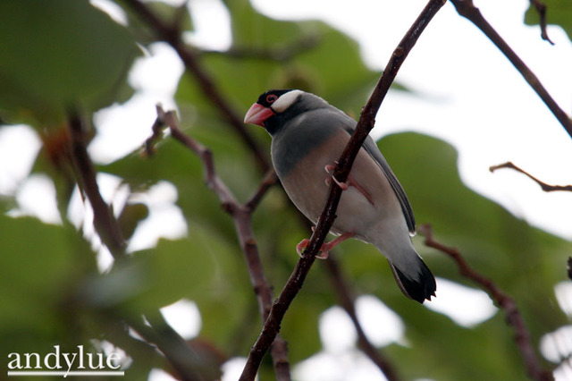 文鳥 野鳥日記 Pchome Online 個人新聞台