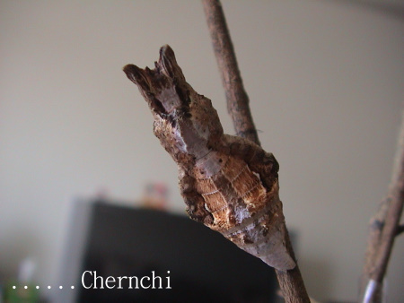 蟲蟲世界 黑鳯蝶蛹篇 亂話天空 Pchome 個人新聞台