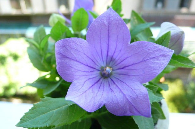 紫藍色的愛戀 桔梗花 Tome植物生活雜記 Pchome 個人新聞台
