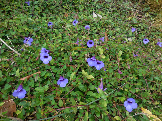 豔紫草花爬 釘地蜈蚣 Tome植物生活雜記 Pchome 個人新聞台