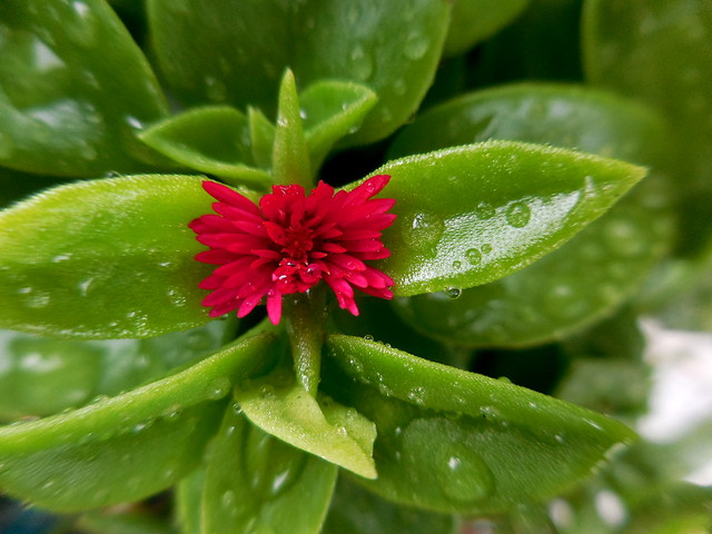 心葉冰花 花蔓草 Tome植物生活雜記 Pchome Online 個人新聞台