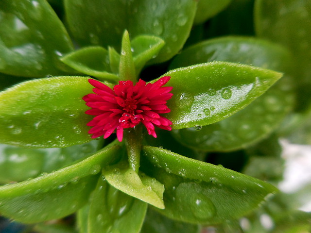 心葉冰花 花蔓草 Tome植物生活雜記 Pchome Online 個人新聞台