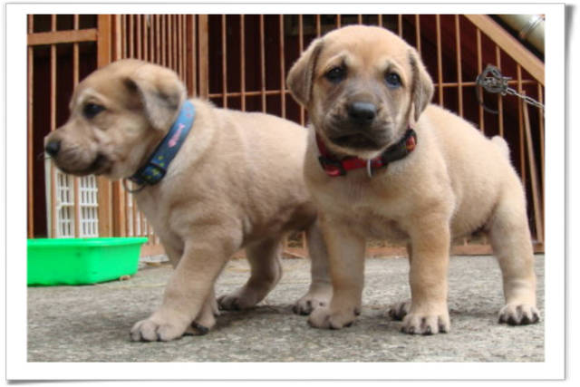 台灣大型土狗 高山犬 高山犬寶寶 滿月 專輯 粗粗犬舍 高山犬台灣大型土狗超大的狗狗粗粗犬舍 Pchome 個人新聞台