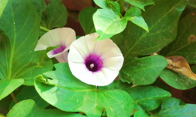 蕃薯開花 小熊 Pchome 個人新聞台