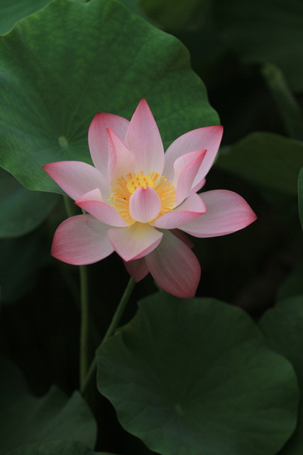 霧裡看花 蓮華再現 Pchome 個人新聞台