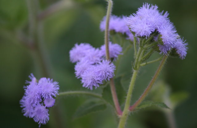 野生植物 紫花藿香薊 四張圖 我的空中花園 1 Pchome 個人新聞台