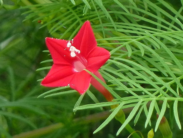 蔓藤植物 蔦蘿 五張圖 我的空中花園 1 Pchome 個人新聞台