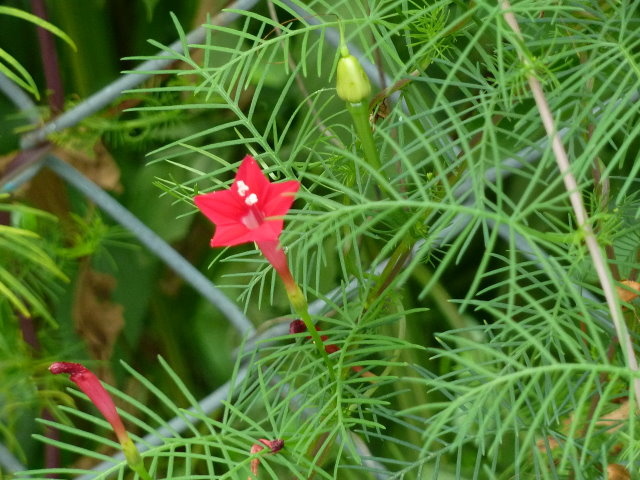 蔓藤植物 蔦蘿 五張圖 我的空中花園 1 Pchome 個人新聞台