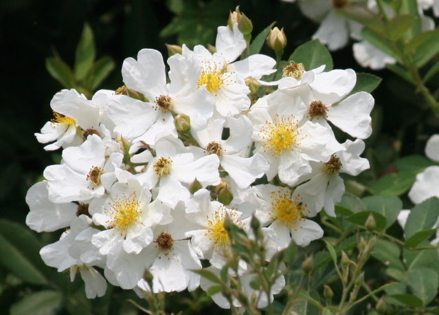 木本花卉 野薔薇 五張圖 我的空中花園 1 Pchome 個人新聞台