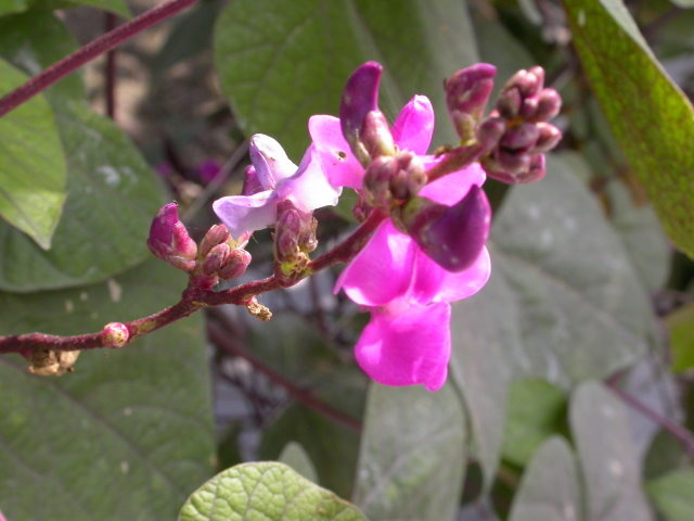 蔓藤植物 紫花鵲豆 四張圖 我的空中花園 1 Pchome Online 個人新聞台