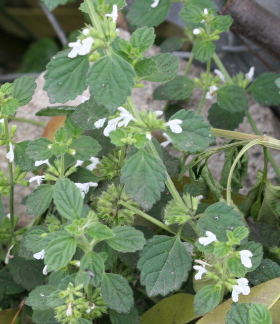 野生植物 白花草 五張圖 我的空中花園 1 Pchome Online 個人新聞台