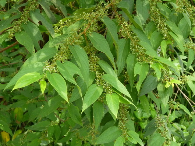 山野植物 山黃麻 五張圖 我的空中花園 1 Pchome 個人新聞台