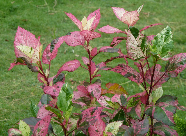 觀葉植物 彩葉扶桑 六張圖 我的空中花園 1 Pchome 個人新聞台