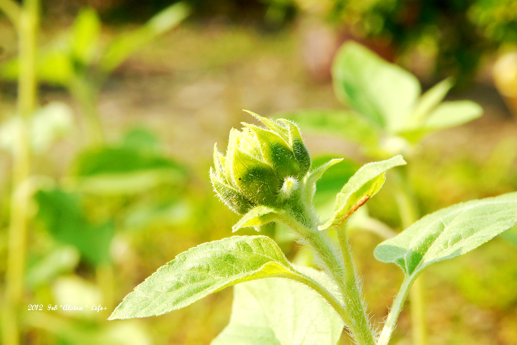 05 向日葵開花囉 煌琦築夢園 Blogger Pchome 個人新聞台