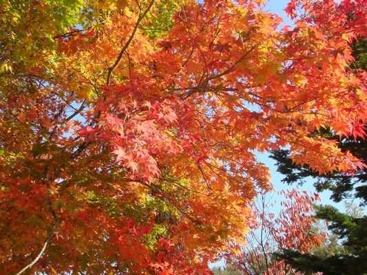 北海道 紅葉 夏日冰心 Pchome 個人新聞台
