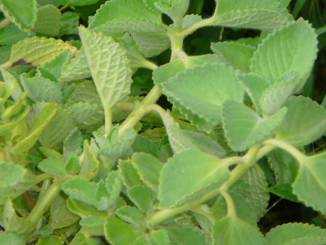藥用植物 左手香 到手香 的種植與食用方法 錚錚生活隨記 Pchome 個人新聞台