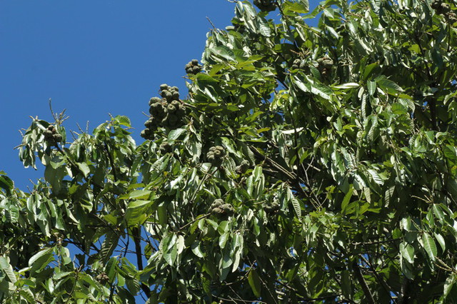 鬼石櫟lithocarpus Lepidocarpus Hayata Hayata特有種 李志穎老師的生態園 Pchome 個人新聞台