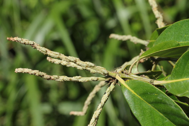 鬼石櫟lithocarpus Lepidocarpus Hayata Hayata特有種 李志穎老師的生態園 Pchome 個人新聞台