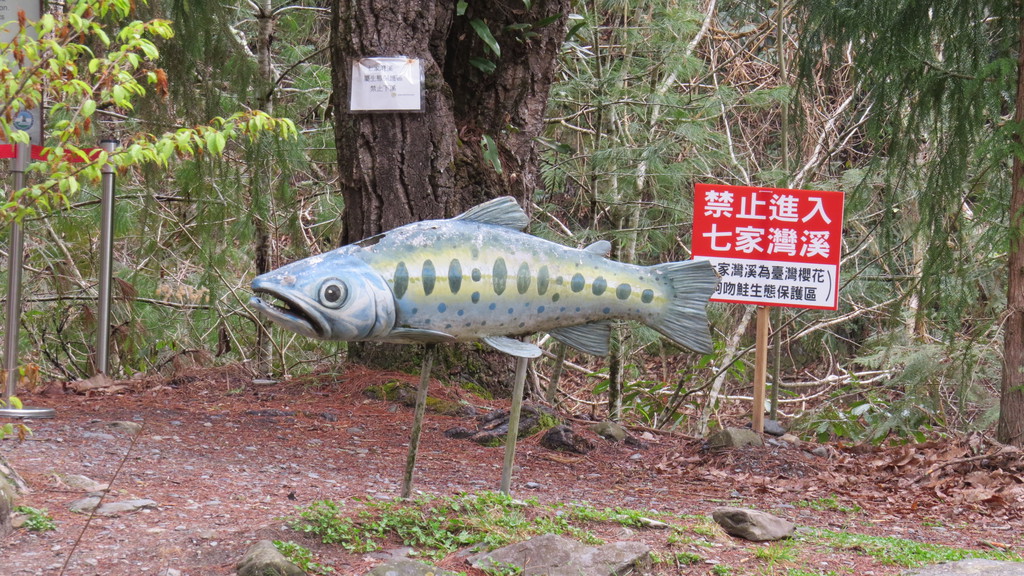 台中市 台灣櫻花鉤吻鮭生態中心 負責國寶魚的長期監護與復育重任 台鈴 Dhlee0501 趴趴照 Pchome 個人新聞台