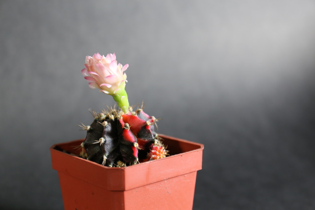 多肉 緋牡丹錦 開花了 Gymnocalycium Mihanovichii 克林姆麵包 Pchome 個人新聞台